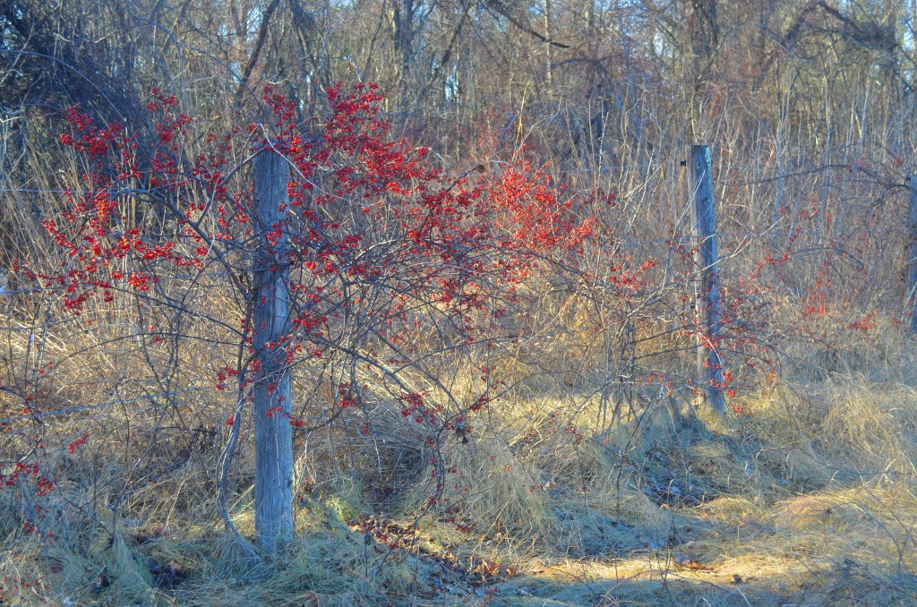 Bittersweet in good light