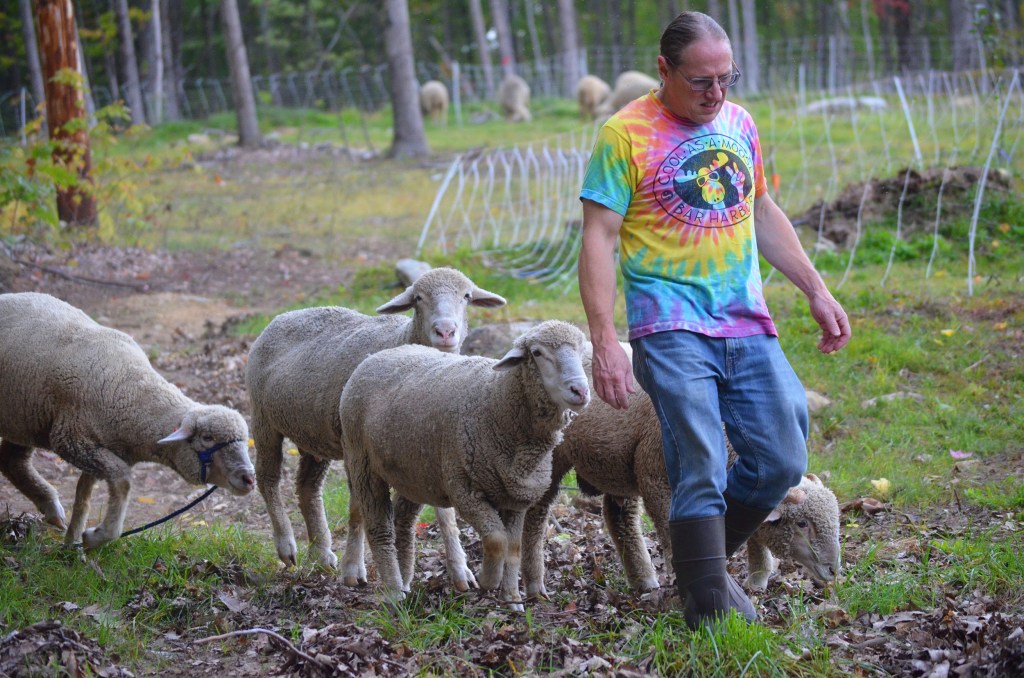 James with sheep 2015