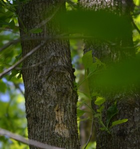 Blonding on ash tree