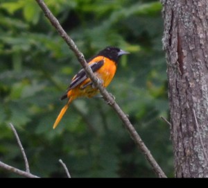 Canterbury 4H birding 38 Oriole