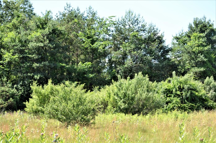 Autumn Olive back of field (2) - Copy