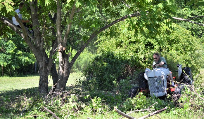 Invasives Butternut Bush hog step 6 (2) - Copy