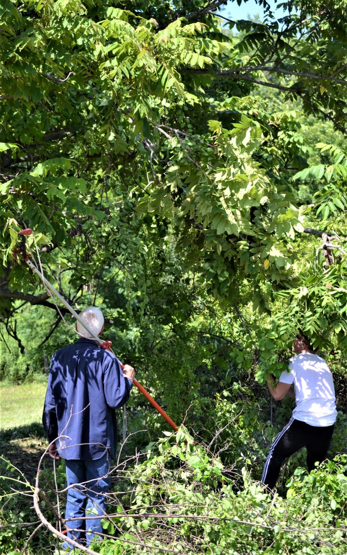 Invasives Butternut Pull Step 4 (2) - Copy