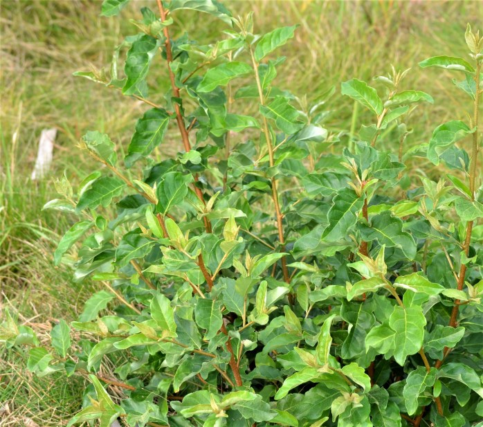 Invasives olive 2 month regrowth (2) - Copy